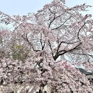 醍醐寺の桜