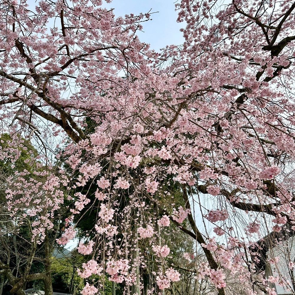 kumakentoraさんが投稿した醍醐寺の桜に関する口コミの画像