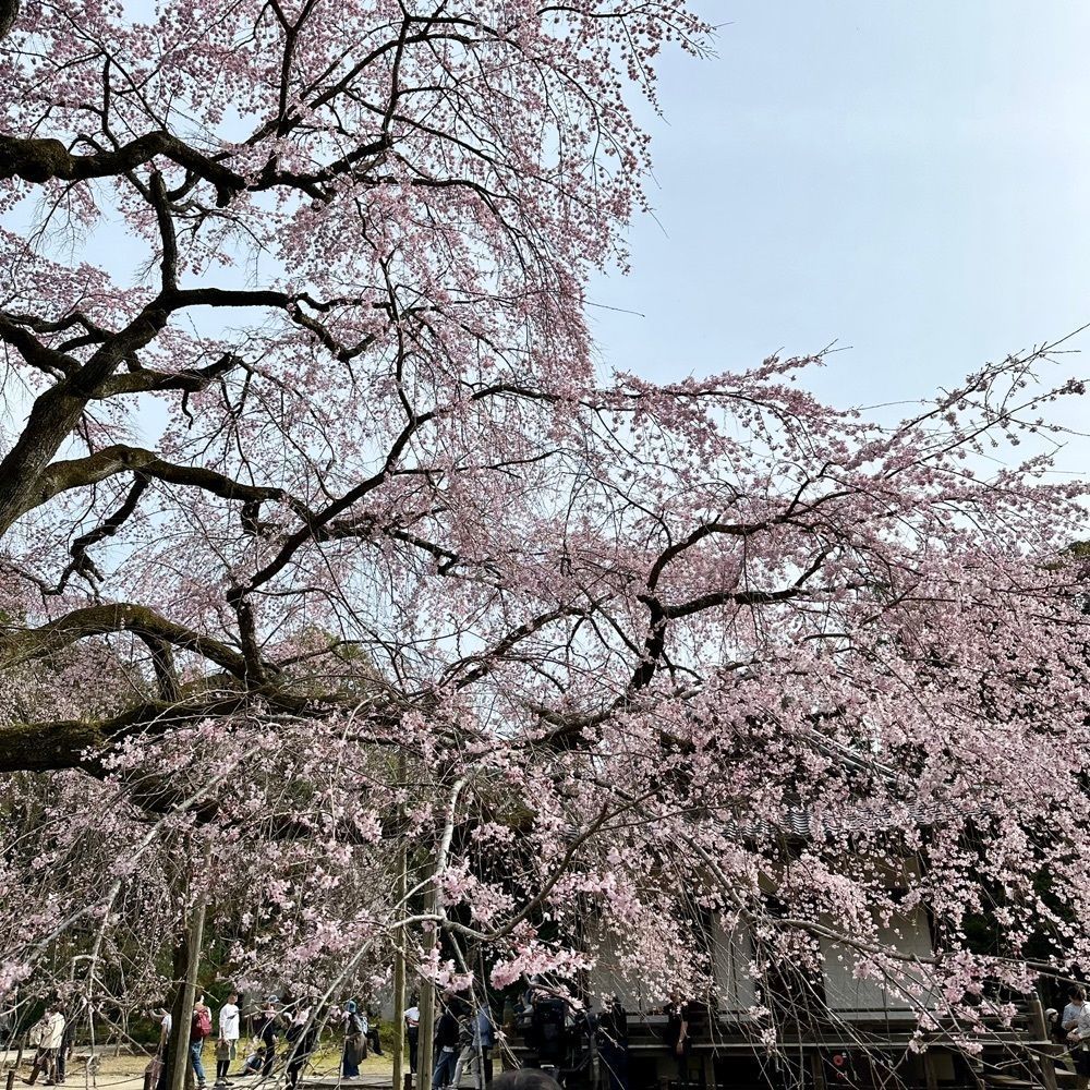 kumakentoraさんが投稿した醍醐寺の桜に関する口コミの画像