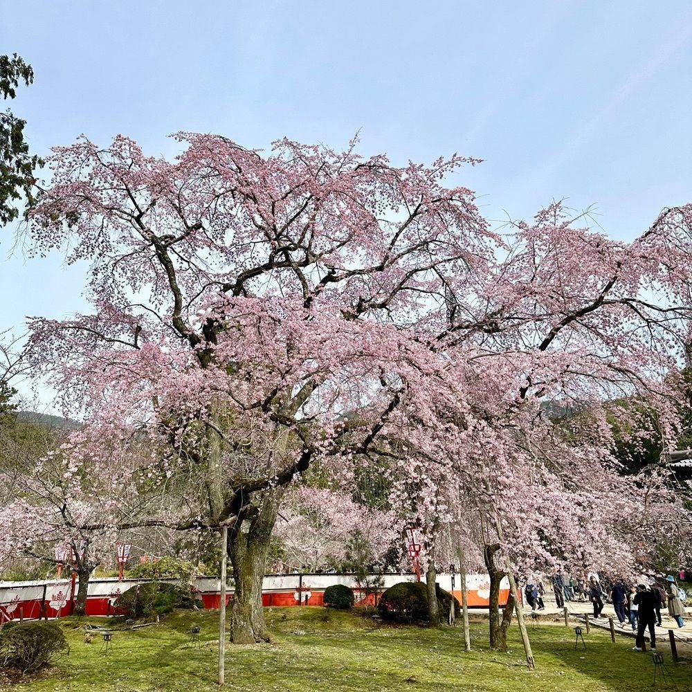 kumakentoraさんが投稿した醍醐寺の桜に関する口コミの画像