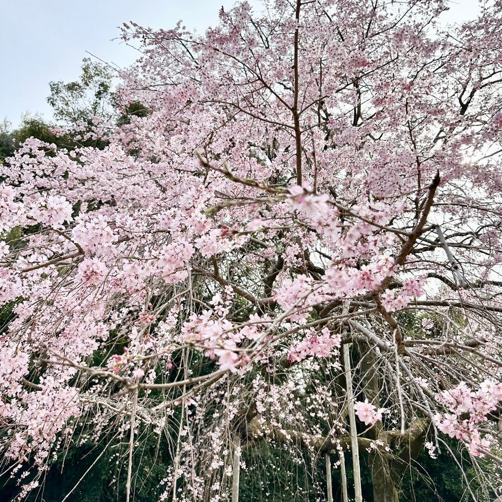 kumakentoraさんが投稿した醍醐寺の桜に関する口コミの画像