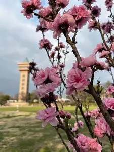 相模原麻溝公園