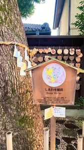 川越 幸すし（かわごえ こうすし） 6枚目