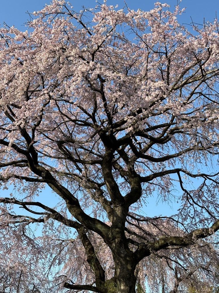 それなはとけさんが投稿した多磨霊園駅に関する口コミの画像