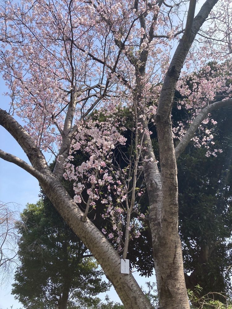 Catherine.yさんが投稿した青葉の森公園に関する口コミの画像