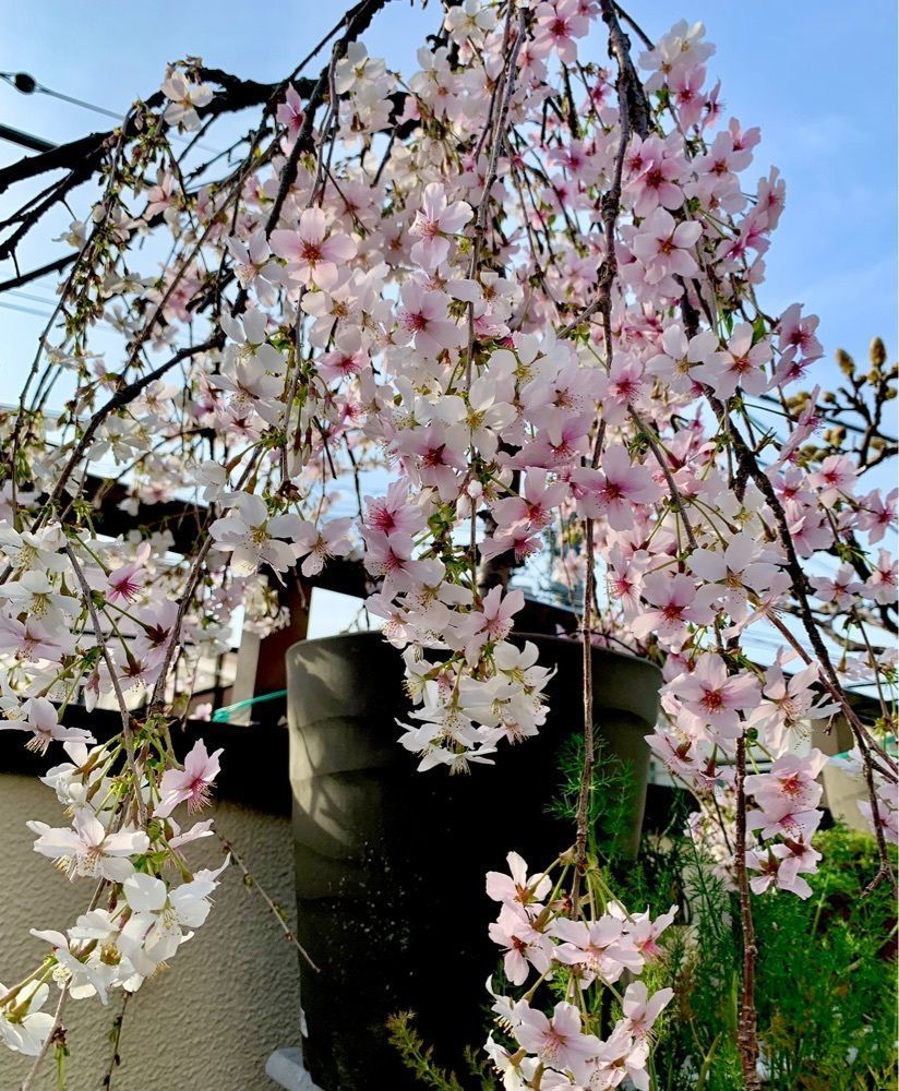 ＪＵNさんが投稿したモスバーガー 駒沢公園通り店に関する口コミの画像