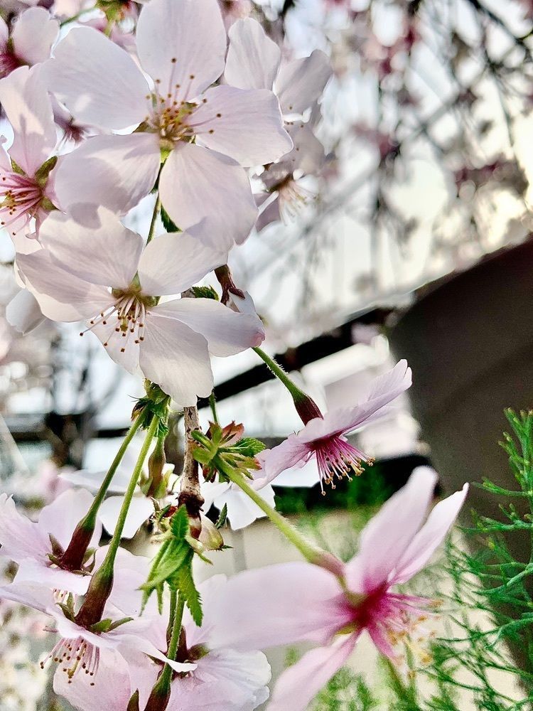 ＪＵNさんが投稿したモスバーガー 駒沢公園通り店に関する口コミの画像