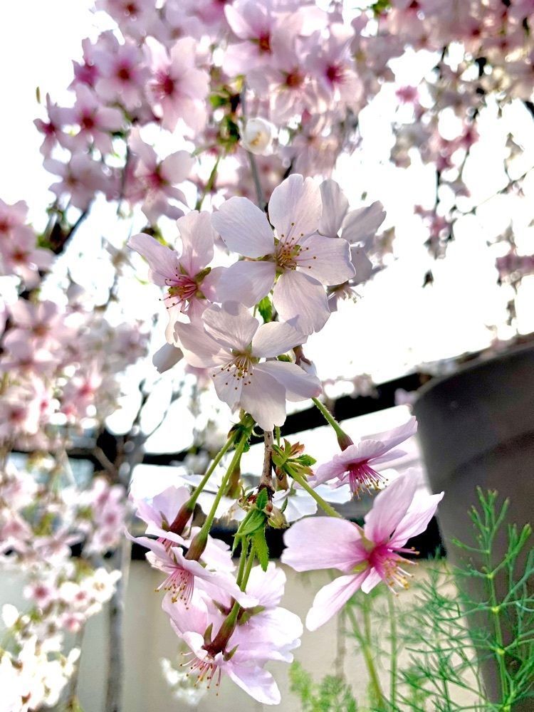 ＪＵNさんが投稿したモスバーガー 駒沢公園通り店に関する口コミの画像