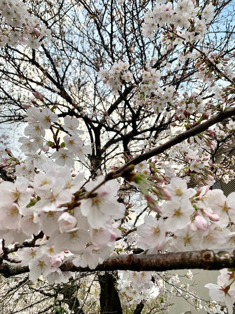 ＪＵNさんが投稿したモスバーガー 駒沢公園通り店に関する口コミの画像