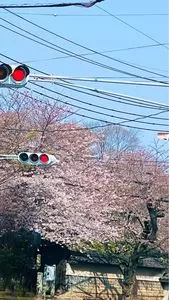 明星院