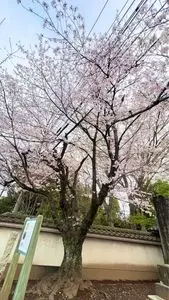 明星院