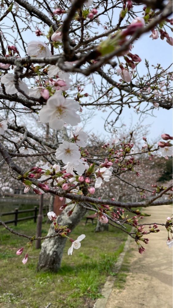 みぃさんが投稿した亀鶴公園の桜に関する口コミの画像