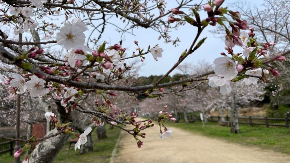 みぃさんが投稿した亀鶴公園の桜に関する口コミの画像