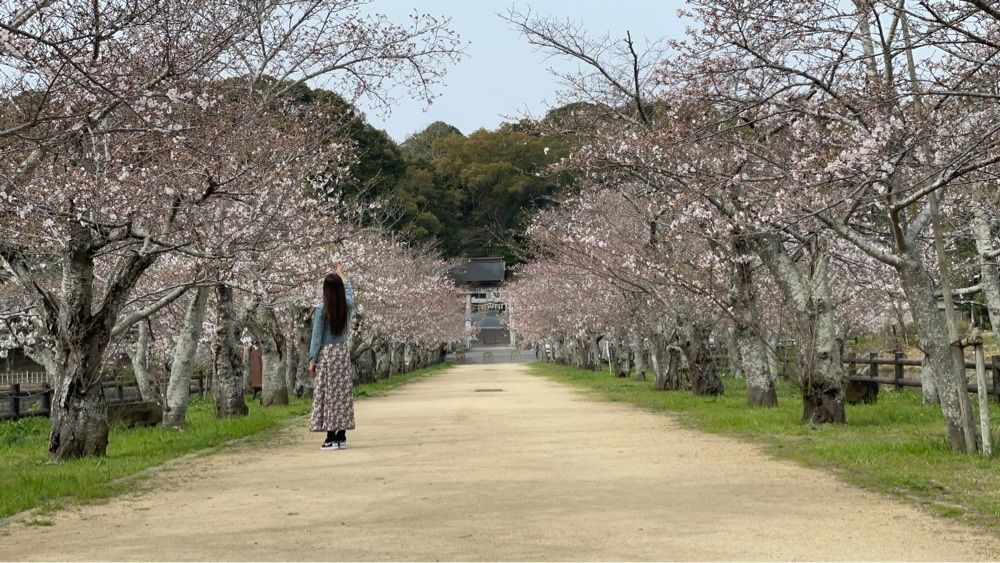 みぃさんが投稿した亀鶴公園の桜に関する口コミの画像