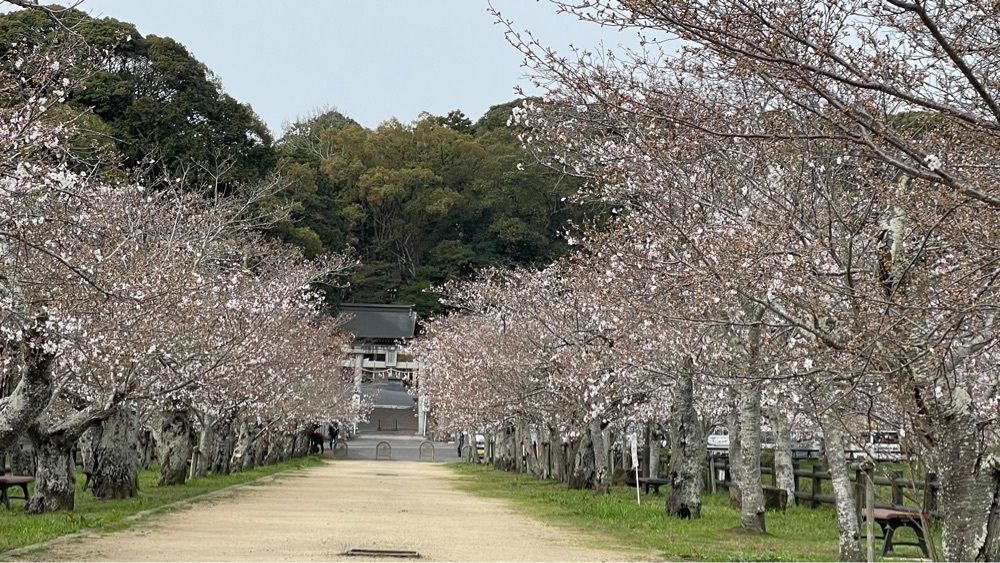 みぃさんが投稿した亀鶴公園の桜に関する口コミの画像