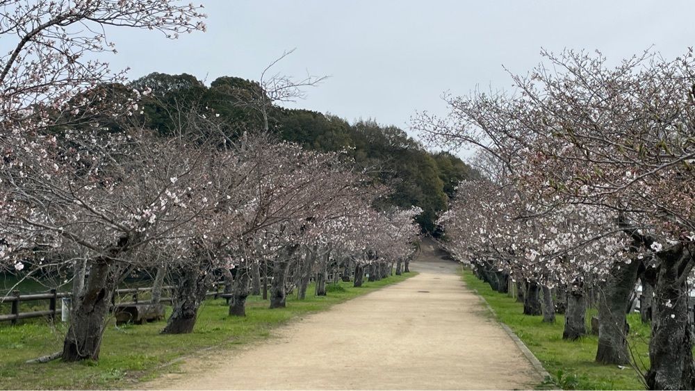 みぃさんが投稿した亀鶴公園の桜に関する口コミの画像