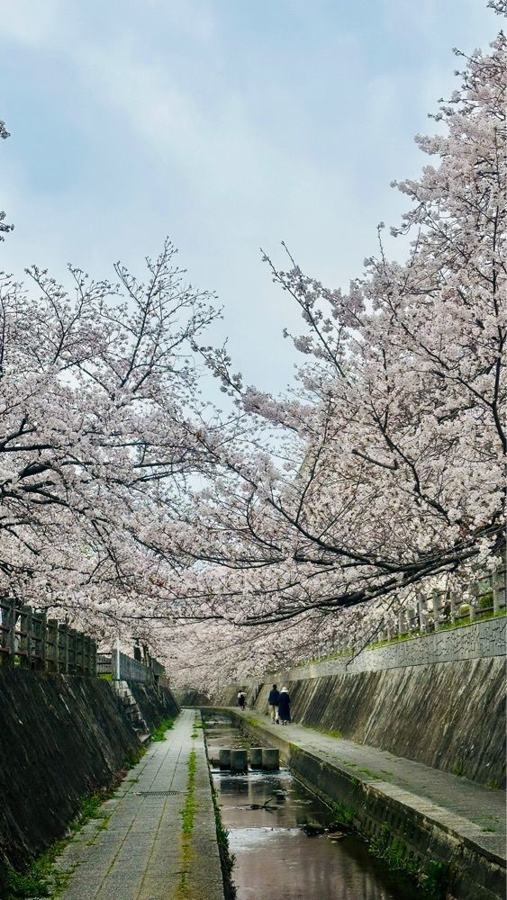 surumeさんが投稿した一本松川緑道に関する口コミの画像