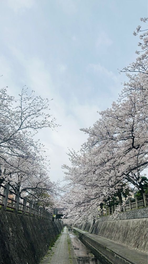 surumeさんが投稿した一本松川緑道に関する口コミの画像