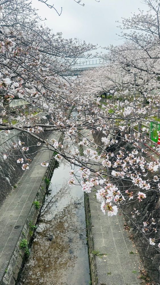 surumeさんが投稿した一本松川緑道に関する口コミの画像