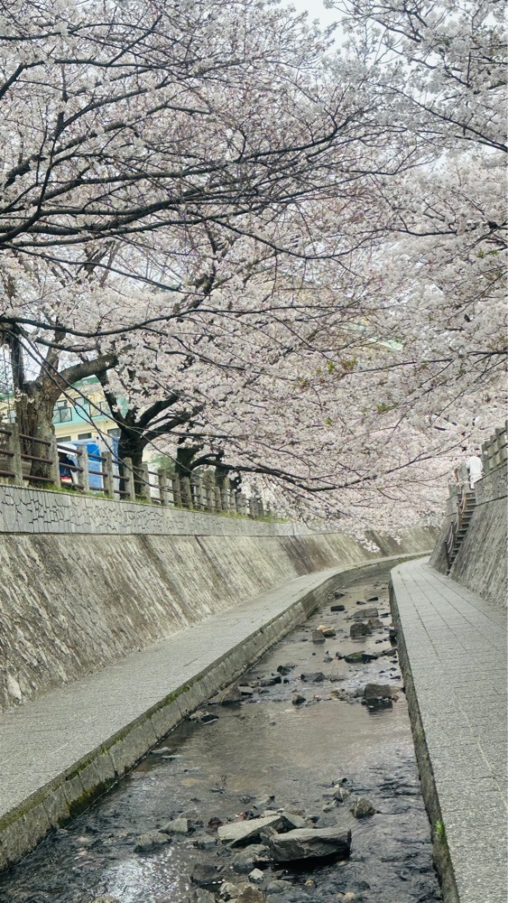 surumeさんが投稿した一本松川緑道に関する口コミの画像