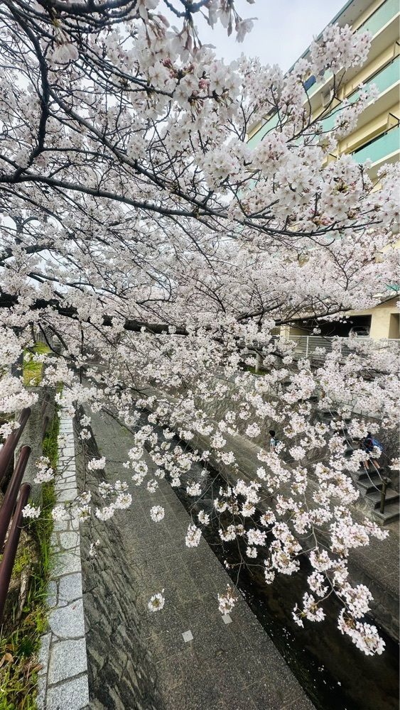 surumeさんが投稿した一本松川緑道に関する口コミの画像