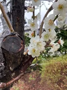 仙台堀川公園の桜並木