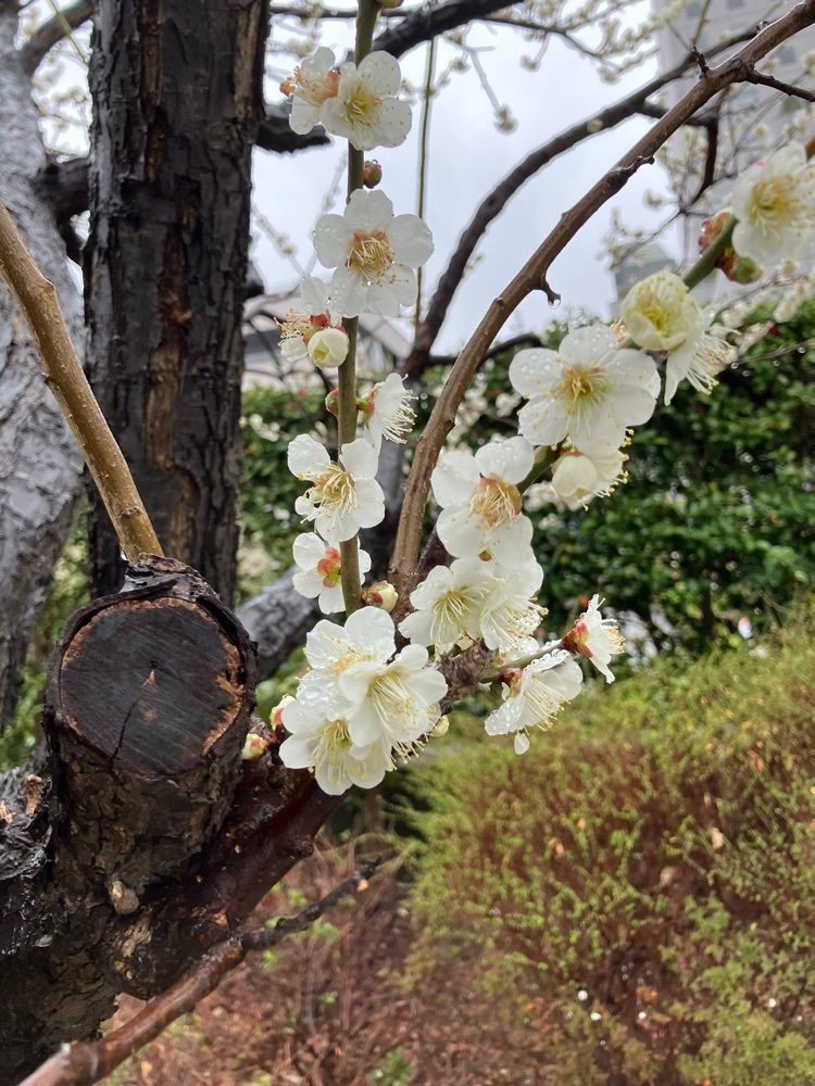 calm_showtime_4322さんが投稿した仙台堀川公園の桜並木に関する口コミの画像
