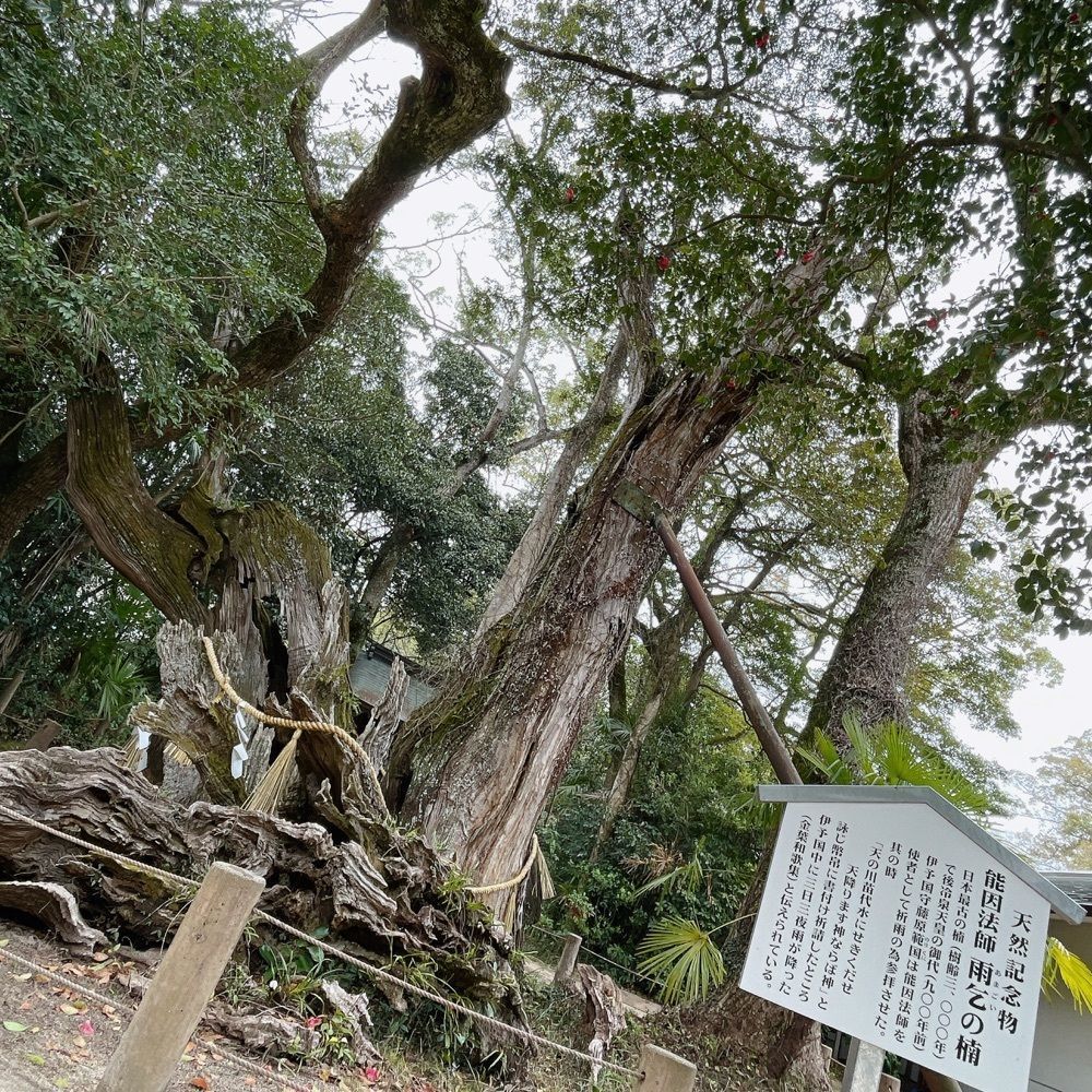 Danjouさんが投稿した大山祇神社本殿に関する口コミの画像