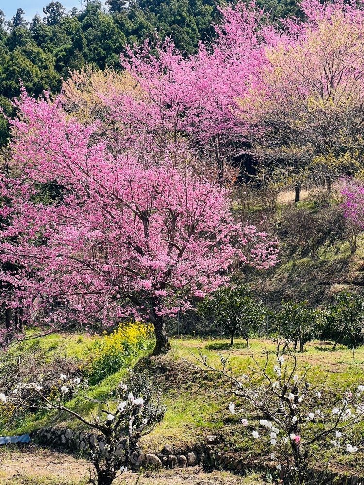 ビンカさんが投稿した十八丁目茶屋に関する口コミの画像