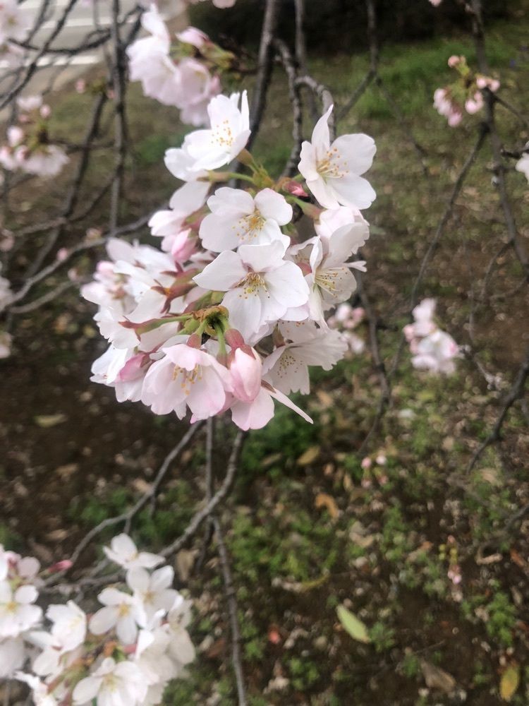 take.aさんが投稿した小瀬スポーツ公園に関する口コミの画像
