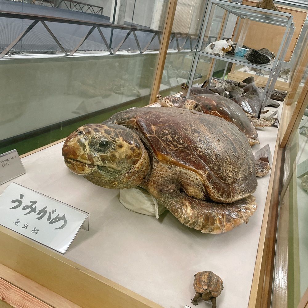 Danjouさんが投稿した海事博物館に関する口コミの画像