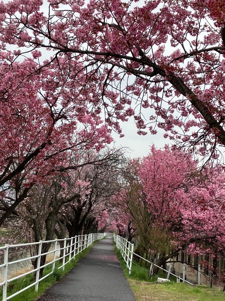 Nさんが投稿した甲府市に関する口コミの画像