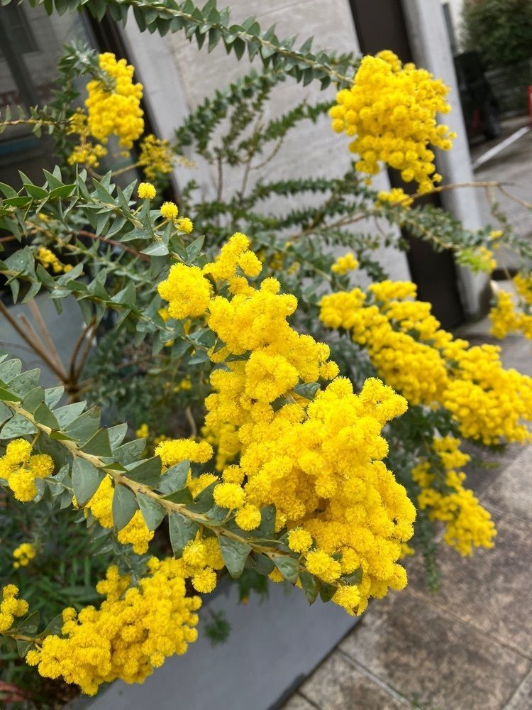 Nさんが投稿したイルクルソーレ（il cursore）に関する口コミの画像