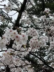 武田神社の桜