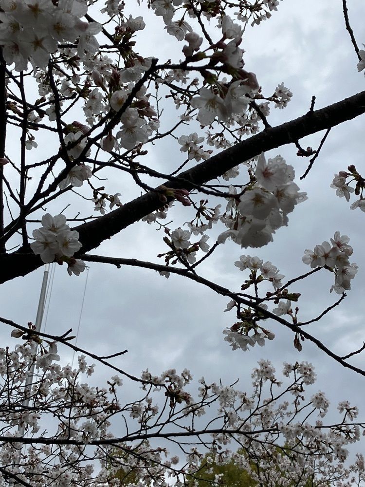 Nさんが投稿した武田神社の桜に関する口コミの画像