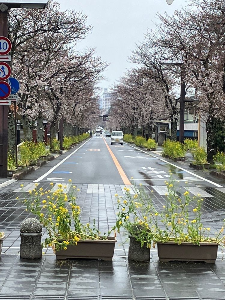 Nさんが投稿した武田神社の桜に関する口コミの画像
