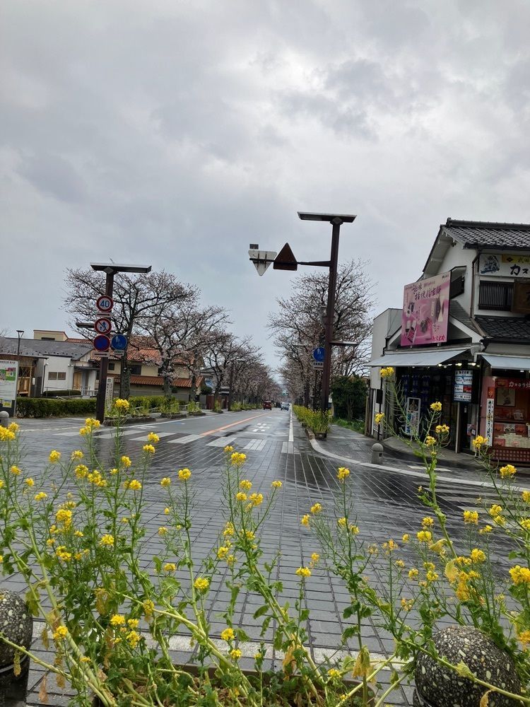 Nさんが投稿した武田神社の桜に関する口コミの画像