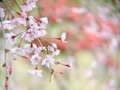 萩の茶屋