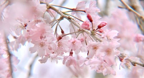 萩の茶屋 8枚目