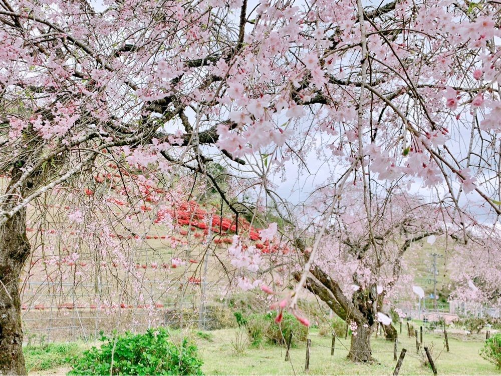 兎きちさんが投稿した萩の茶屋に関する口コミの画像