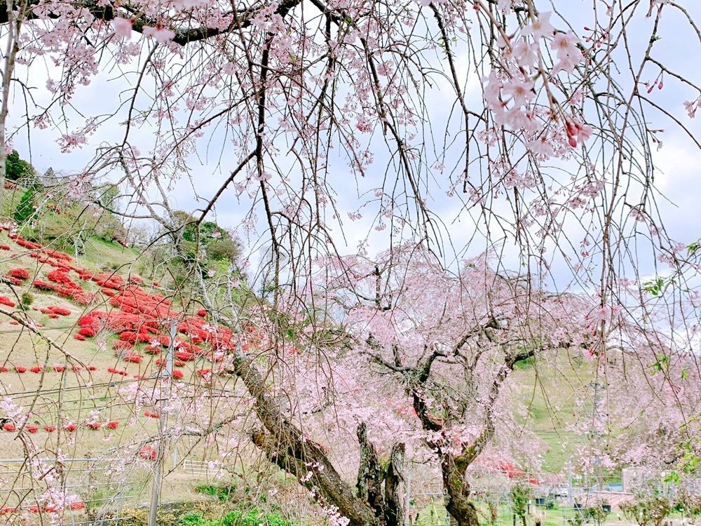 兎きちさんが投稿した萩の茶屋に関する口コミの画像