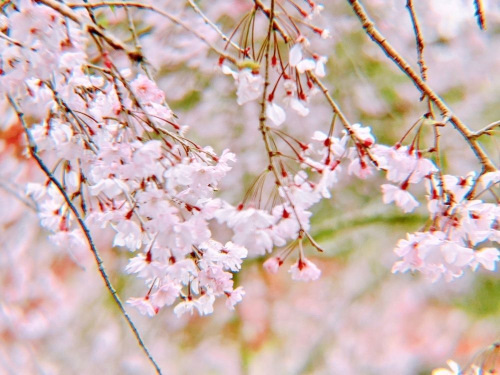 兎きちさんが投稿した萩の茶屋に関する口コミの画像