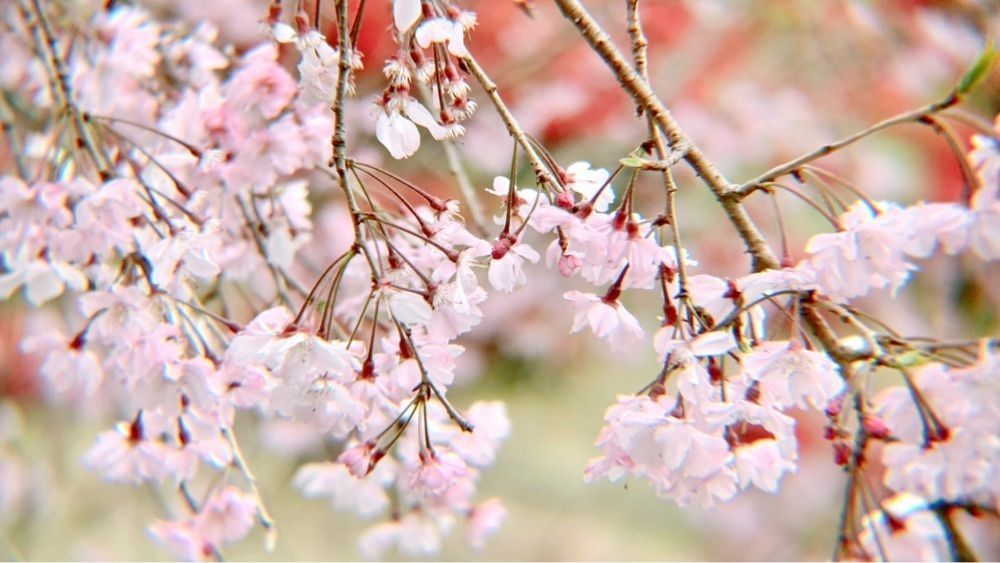 兎きちさんが投稿した萩の茶屋に関する口コミの画像