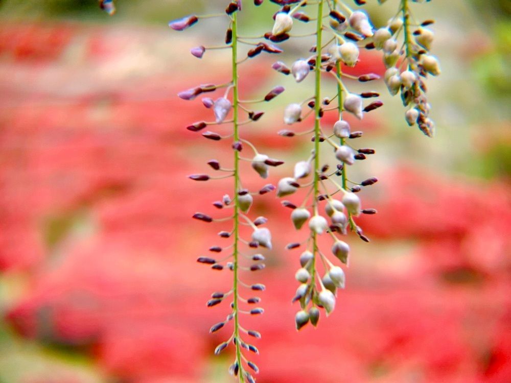 兎きちさんが投稿した萩の茶屋に関する口コミの画像