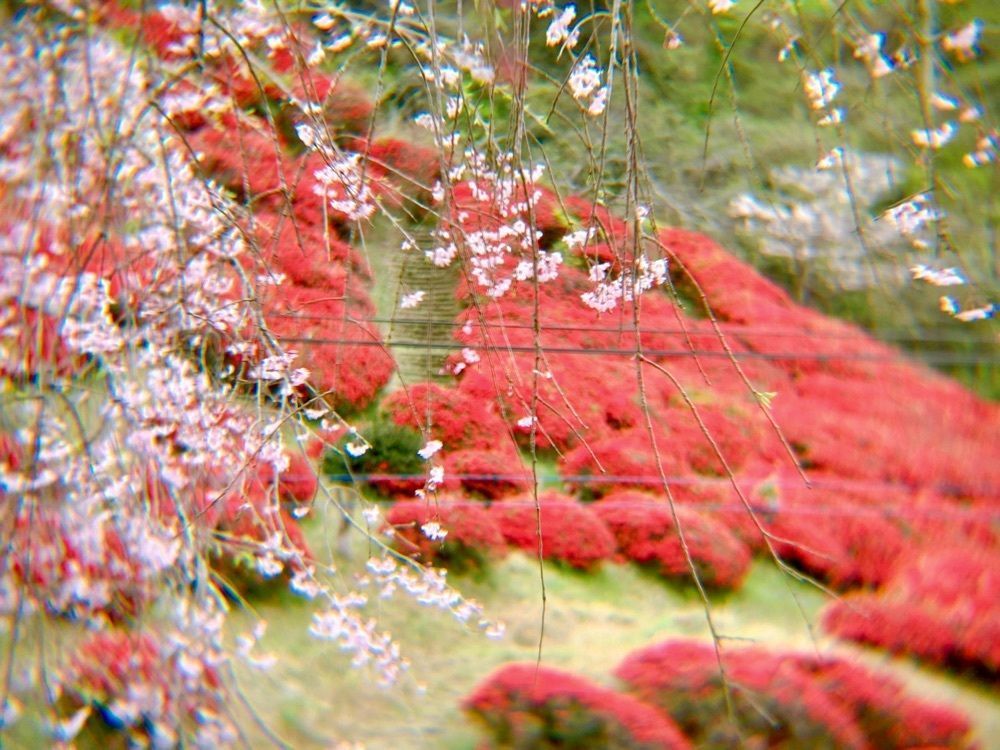 兎きちさんが投稿した萩の茶屋に関する口コミの画像
