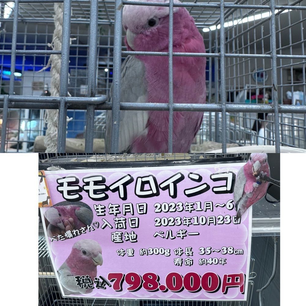 ぺたこ♡さんが投稿したすし一流　楽　 尼崎つかしん店に関する口コミの画像