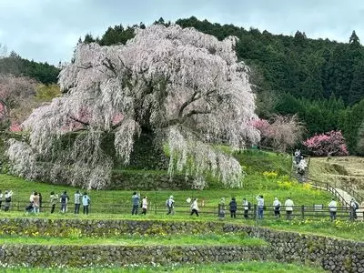 本郷の瀧桜（又兵衛桜）