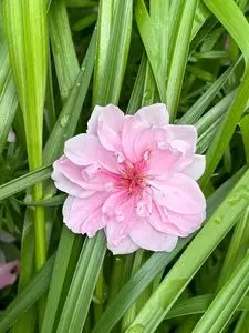 旧山田家住宅