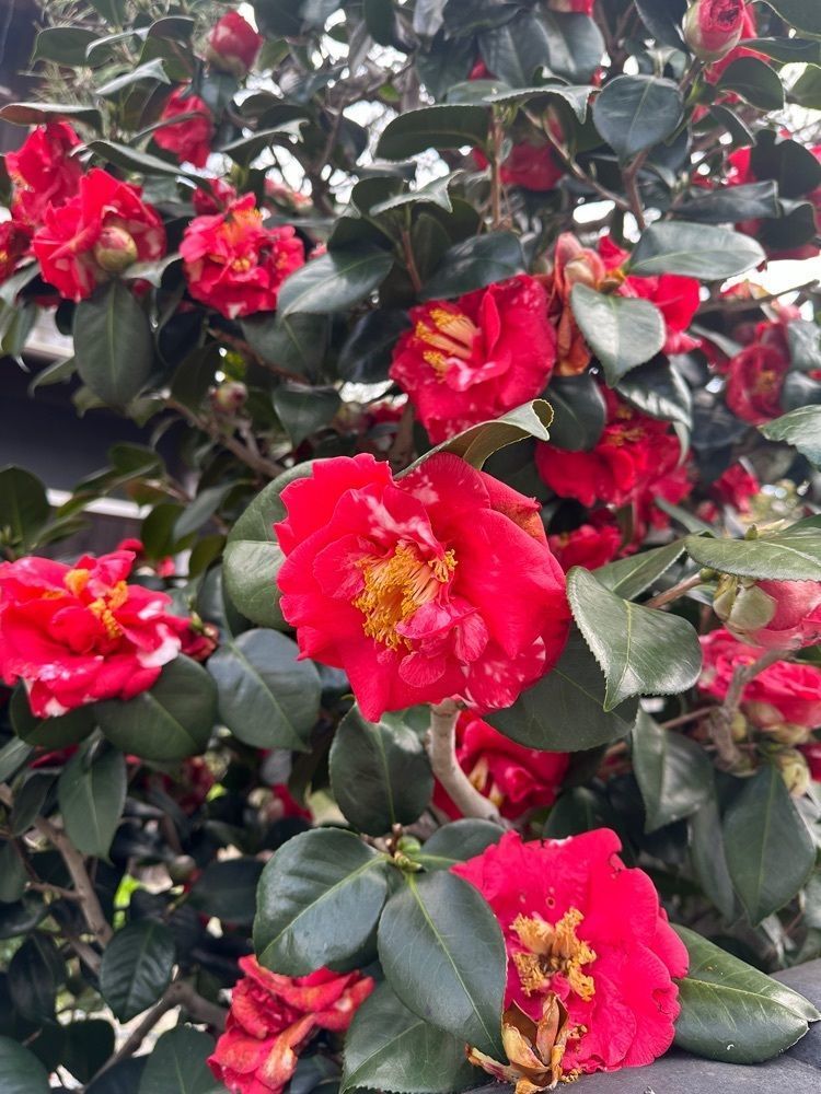blossom&C7さんが投稿した旧山田家住宅に関する口コミの画像