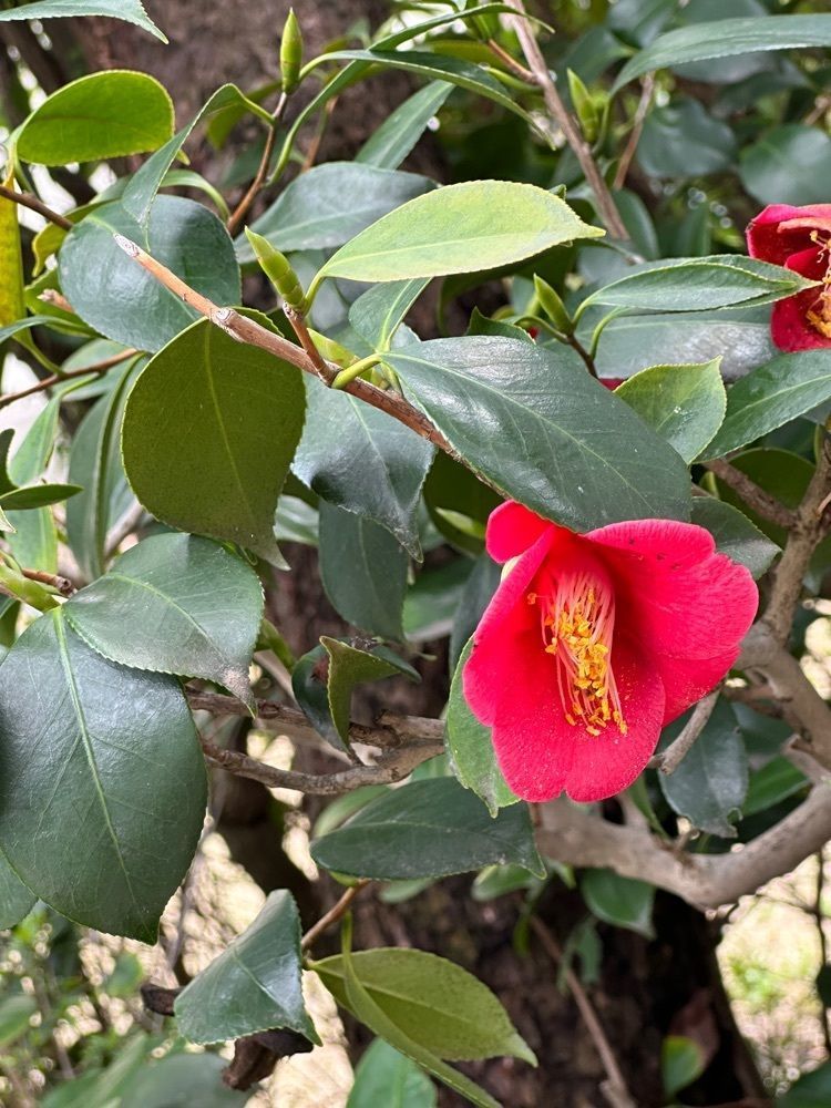 blossom&C7さんが投稿した旧山田家住宅に関する口コミの画像